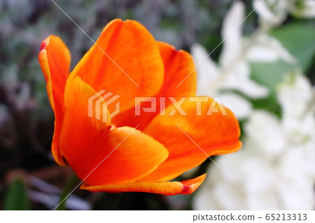 Orange tulips Orange tulips 65213313