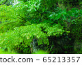 Japan Kyoto autumn leaves rain 65213357