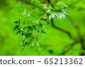 Japan Kyoto autumn leaves rain 65213362