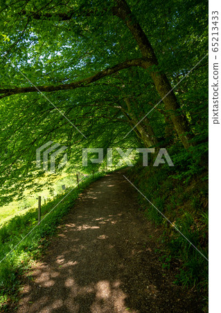 View of a forest path in the Black Forest 65213433