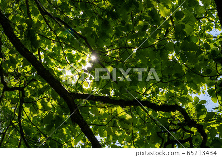 Sunbeams peek through the canopy of leaves in the Sunbeams peek through the canopy of leaves in the 65213434