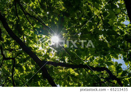 Sunbeams peek through the canopy of leaves in the 65213435