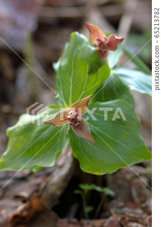 Enreisou flowers and leaves Tadami Town, Fukushima Prefecture 65213782