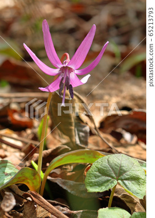 片假花盛開在陽光下福島縣忠見町 片假花盛開在陽光下福島縣忠見町 65213793