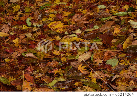 Fallen leaves Fallen leaves 65214264