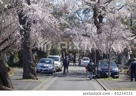 Weeping cherry tree of Tama Cemetery (West 3rd Street, left 13 ward wall cemetery) Weeping cherry tree of Tama Cemetery (West 3rd Street, left 13 ward wall cemetery) 65214331