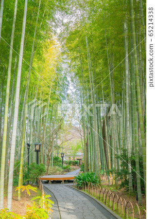 Shuzenji Bamboo Forest Path 65214338