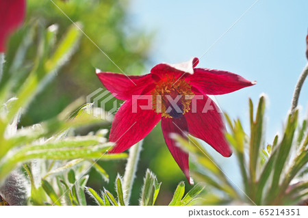 紅牛花 紅牛花 65214351