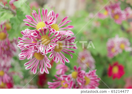 菊花與有趣的花瓣 65214477