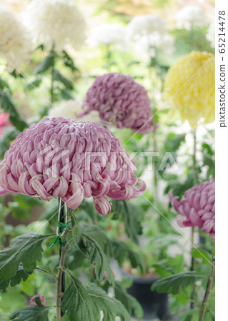 紫色大菊花 65214478