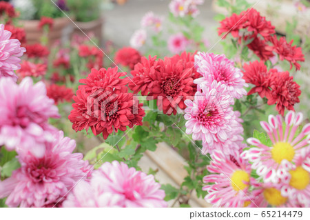 可愛的菊花 可愛的菊花 65214479