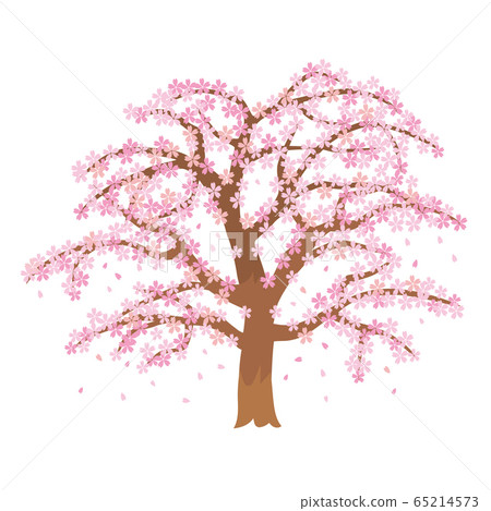 Cherry tree 1 in full bloom 1 65214573