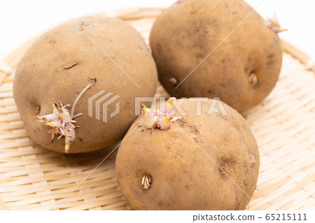 芽菜土豆 芽菜土豆 65215111