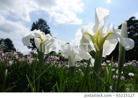 Iris iris Iris iris 65215127