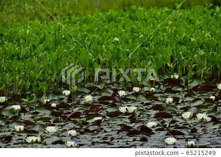 Minamiaizu Showa village's sheep-blooming Yanohara marshland Minamiaizu Showa village's sheep-blooming Yanohara marshland 65215249