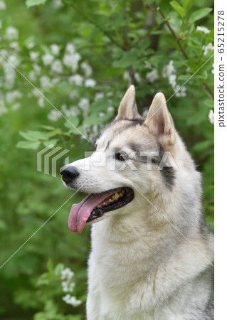 dog husky looks beautiful against the background of spring trees dog husky looks beautiful against the background of spring trees 65215278