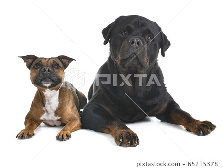 staffordshire bull terrier and rottweiler 65215378