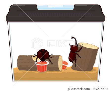 Beetle in an insect cage 65215485