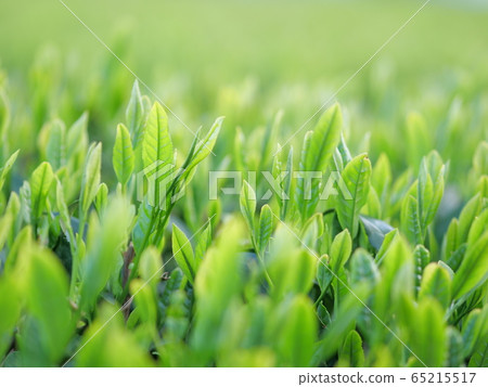 茶園② 65215517