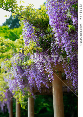  紫藤花 65215518