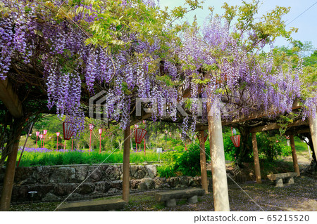 Wisteria flowers Wisteria flowers 65215520