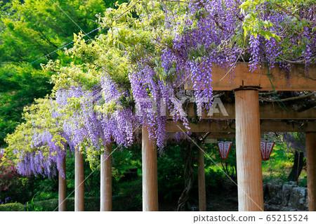 Wisteria flowers Wisteria flowers 65215524