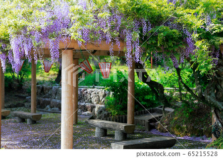 紫藤花 紫藤花 65215528