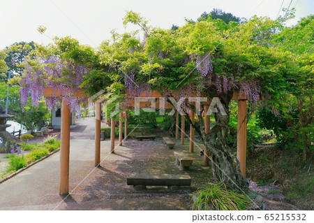 紫藤花 紫藤花 65215532