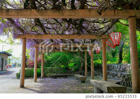 Wisteria flowers Wisteria flowers 65215533