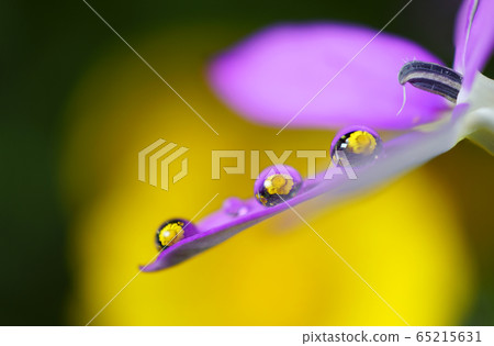 Flowers and Dew 65215631