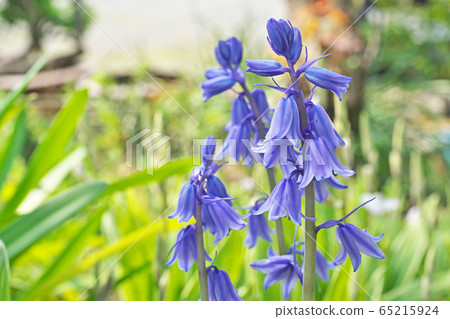 Blue and white hemlock flower Blue and white hemlock flower 65215924