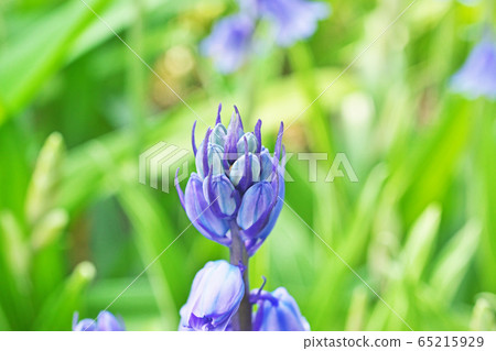 Blue and white hemlock flower 65215929