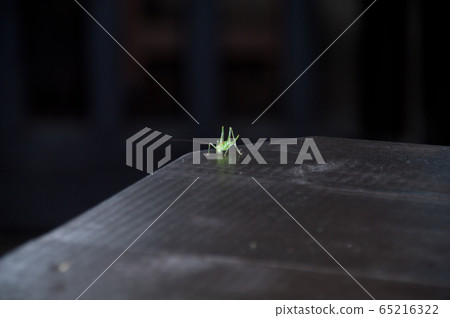 Grasshopper larva Grasshopper larva 65216322