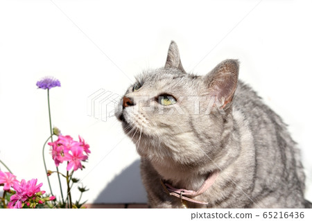 嗅聞並檢查所買花苗氣味的貓。鯖魚貓。花是粉紅色的Lewisia和紫色的Scabiosa 65216436