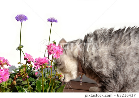 嗅聞並檢查所買花苗氣味的貓。鯖魚貓。花是粉紅色的Lewisia和紫色的Scabiosa 65216437