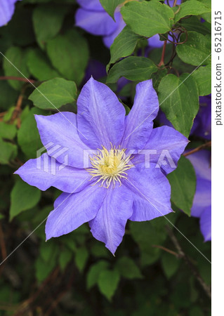 鐵線蓮鮮花 鐵線蓮鮮花 65216715
