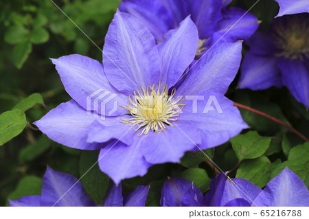 鐵線蓮鮮花 鐵線蓮鮮花 65216788