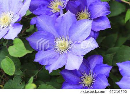 Clematis flowers 65216790