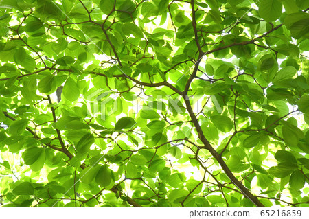 New green image 65216859