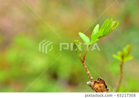 Fresh green forest Fresh green forest 65217308