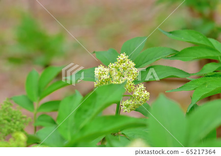 新鮮的綠色森林 65217364