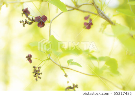 金銀花在灌木叢中的花 金銀花在灌木叢中的花 65217485