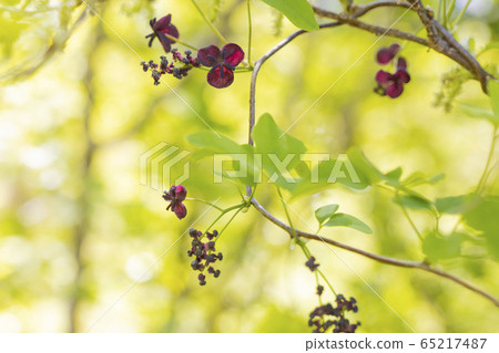 Flower of honeywort in the bush 65217487