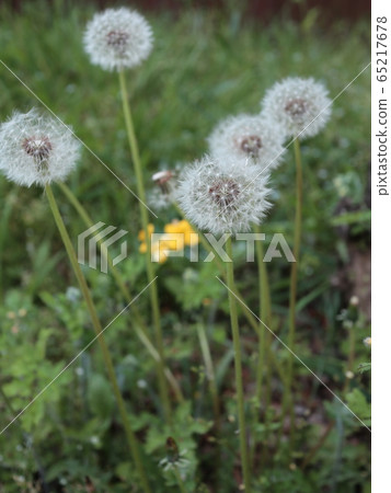 Dandelion family 65217678