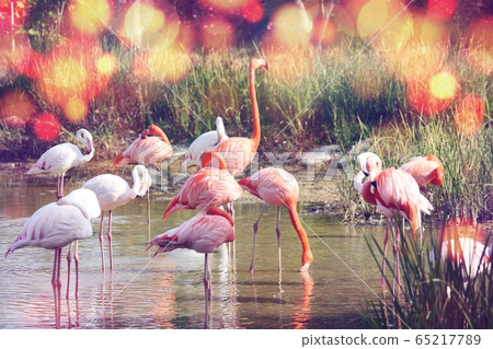 Flamingo Flamingo 65217789
