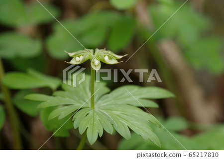 風花種子 65217810