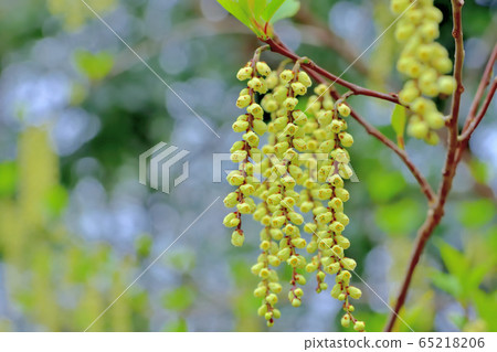 Fresh green forest 65218206