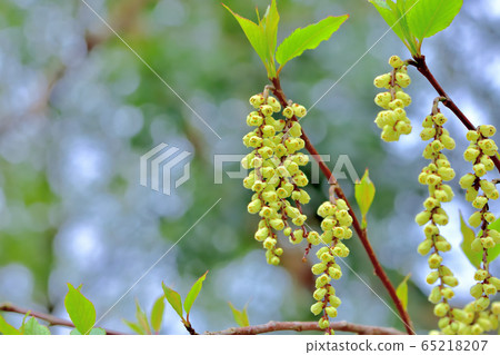 Fresh green forest 65218207