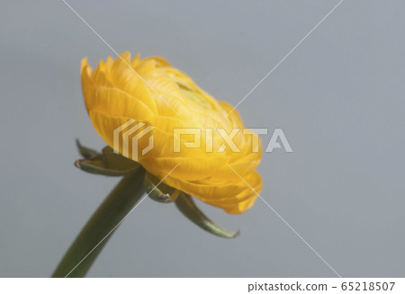 Ranunculus flower over paper background 65218507