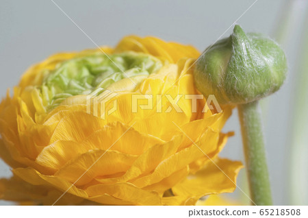 Ranunculus flower over paper background Ranunculus flower over paper background 65218508